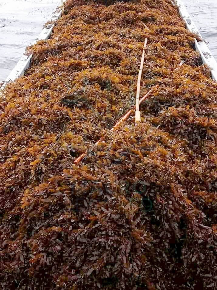 Raw Sargassum SP